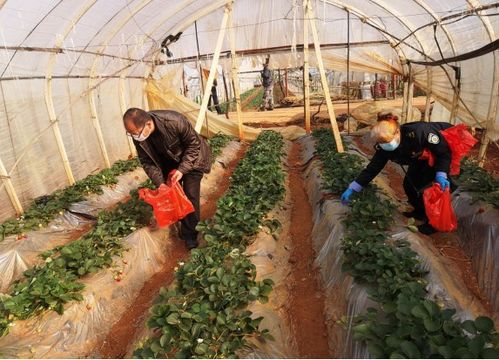 農業農村部門全力保障疫情防控期間農產品質量安全