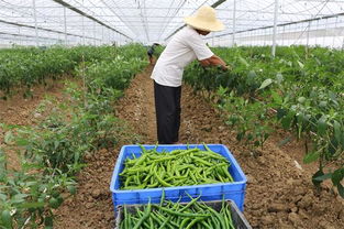 隆回 公司 農(nóng)戶 合作種植辣椒2.2萬畝