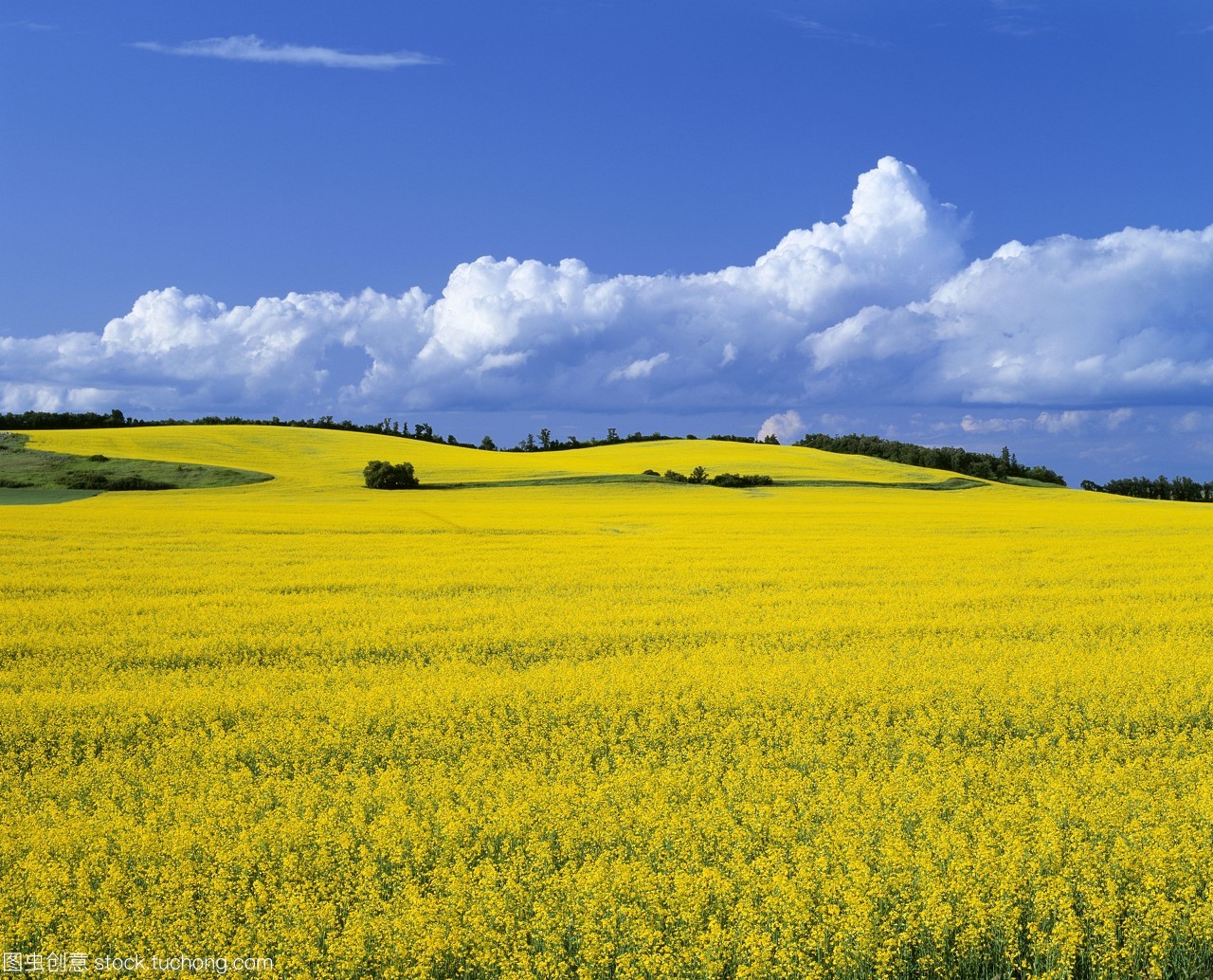農業&mdash;&mdash;在加拿大馬尼托巴省的曼尼托巴manitoba附近的菜地。