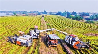 新農民與新業態 農村與農業的新圖景 新型職業農民與 新農民 將打造農業新業態