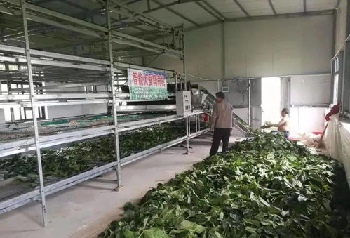 東臺市富安繭絲綢產(chǎn)業(yè)園入選省級推介名單