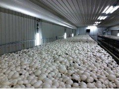 全年供應(yīng)雙孢菇、白蘑菇_雙孢菇_鮮品_產(chǎn)品庫_中國食用菌商務(wù)網(wǎng)