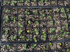 濰坊報(bào)價(jià)合理的育苗基質(zhì)&middot;廠家直銷|育苗基質(zhì)生產(chǎn)廠家圖片|濰坊報(bào)價(jià)合理的育苗基質(zhì)&middot;廠家直銷|育苗基質(zhì)生產(chǎn)廠家產(chǎn)品圖片由青州市廣裕農(nóng)業(yè)公司生產(chǎn)提供-