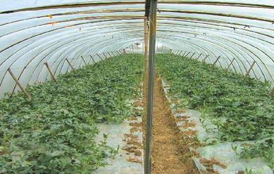 批發大棚膜 批發大棚膜價格 批發大棚膜廠家