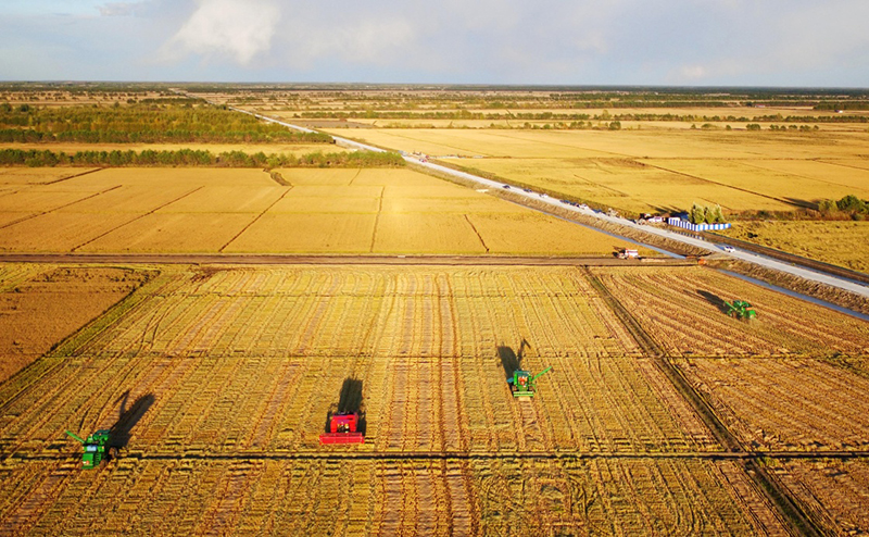 &ldquo;北大倉&rdquo;進入金色收獲季_圖片新聞_中國政府網