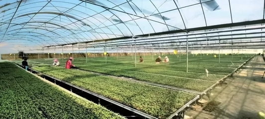 涇陽(yáng)入選國(guó)家現(xiàn)代農(nóng)業(yè)產(chǎn)業(yè)園 打造西部蔬菜產(chǎn)業(yè)新標(biāo)桿