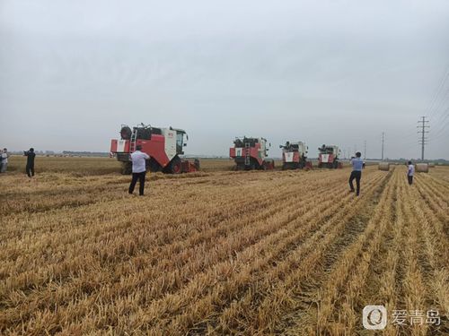 青島市農(nóng)業(yè)生產(chǎn)社會化服務(wù)現(xiàn)場觀摩會在萊西市姜山鎮(zhèn)召開