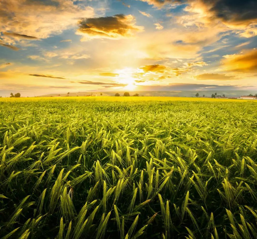 2018年國家現(xiàn)代農(nóng)業(yè)產(chǎn)業(yè)園大觀(二) 農(nóng)業(yè)科技創(chuàng)新與產(chǎn)業(yè)化發(fā)展