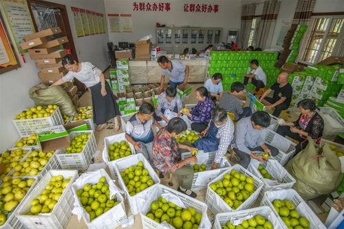 重慶萬(wàn)州長(zhǎng)嶺村委會(huì)辦公室變身加工廠，助推農(nóng)產(chǎn)品外銷助力鄉(xiāng)村振興