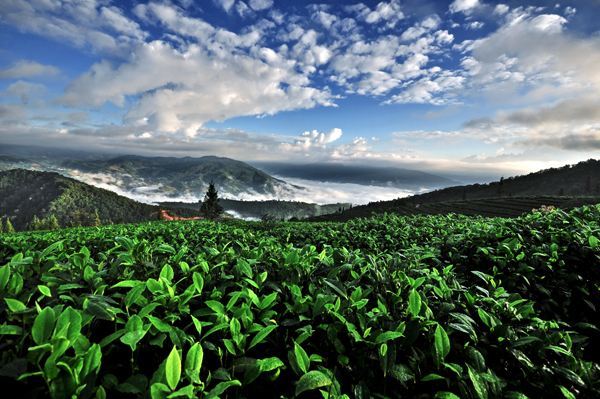 古樹茶 vs 臺地茶 一杯茶背后的生態、風味與市場選擇