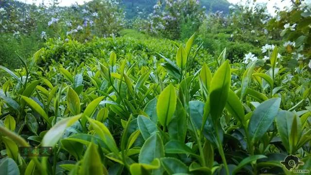 清遠擎畫茶業藍圖 英德紅茶劍指“中國紅茶第一品牌”，百萬畝產區蓄勢待發