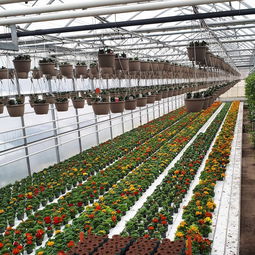 無土栽培與植物工廠化 未來農業的革命與銷售潛力