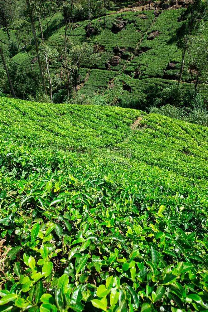 茶山春曉 漫談茶葉種植園的自然背景