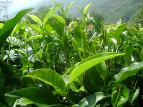 從茶園到茶杯 茶葉種植與農(nóng)副產(chǎn)品銷售的可持續(xù)發(fā)展之路