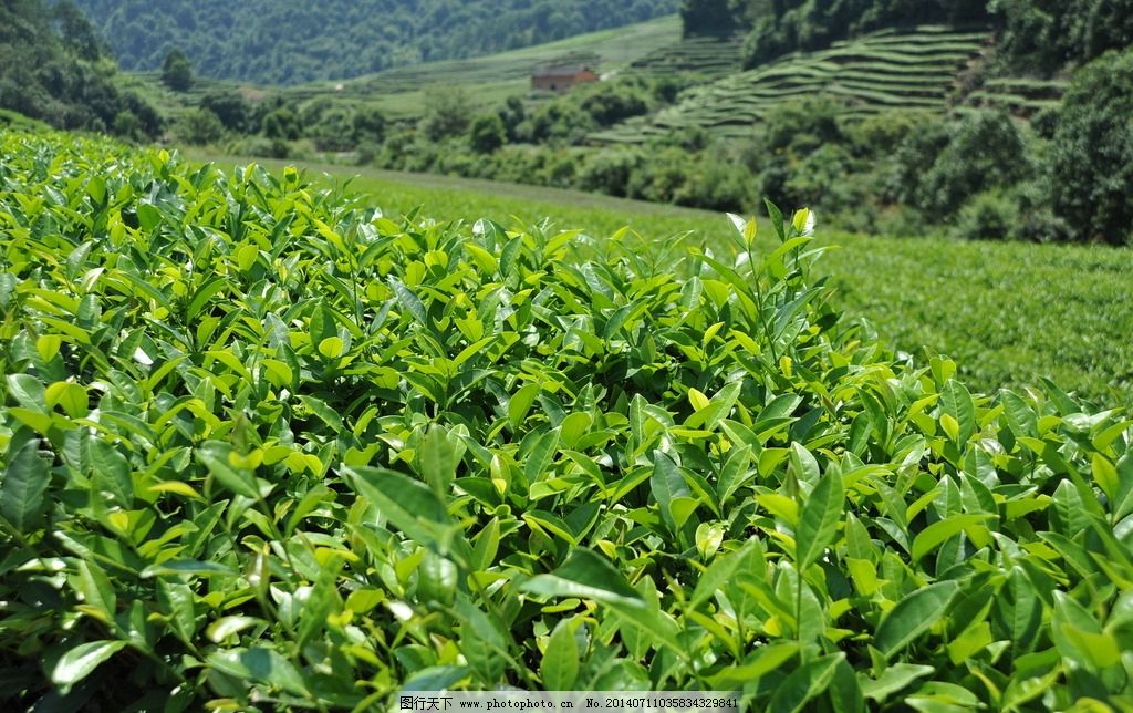 茶葉圖片與農副產品銷售 視覺時代的鄉村經濟新引擎